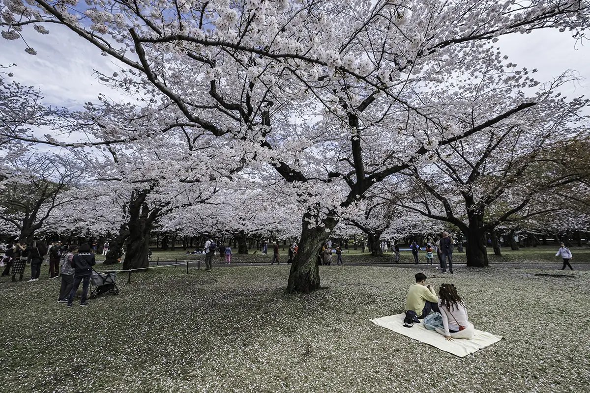🌳 요요기 공원